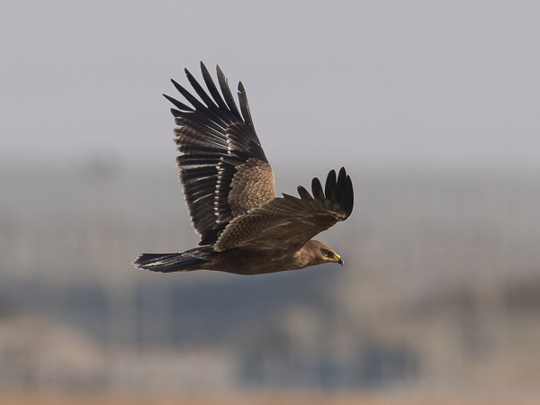 Pikkukiljukotka, Lesser Spotted Eagle, Clanga pomarina