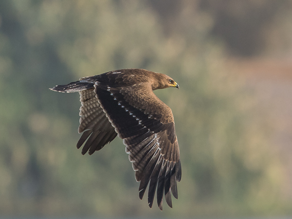 Pikkukiljukotka, Lesser Spotted Eagle, Clanga pomarina