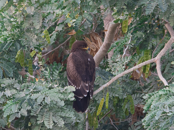 Pikkukiljukotka, Lesser Spotted Eagle, Clanga pomarina