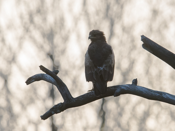 Pikkukiljukotka, Lesser Spotted Eagle, Clanga pomarina