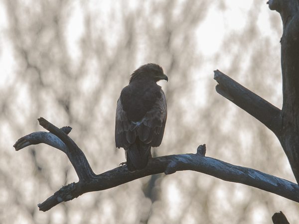 Pikkukiljukotka, Lesser Spotted Eagle, Clanga pomarina