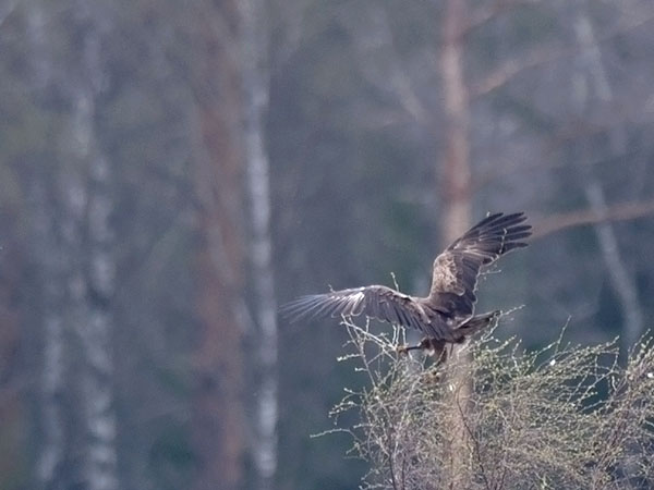 Pikkukiljukotka, Lesser Spotted Eagle, Clanga pomarina
