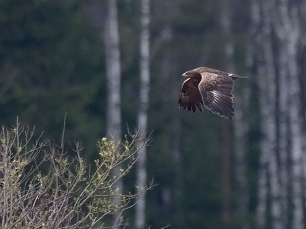Pikkukiljukotka, Lesser Spotted Eagle, Clanga pomarina