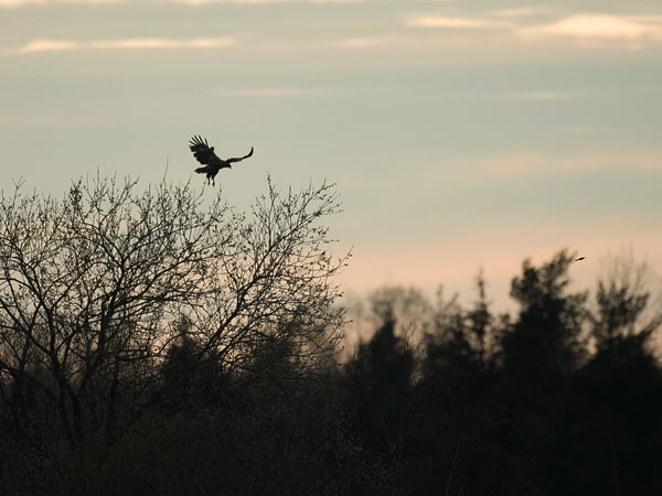 Pikkukiljukotka, Lesser Spotted Eagle, Clanga pomarina