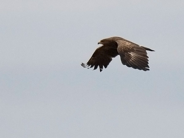 Pikkukiljukotka, Lesser Spotted Eagle, Clanga pomarina