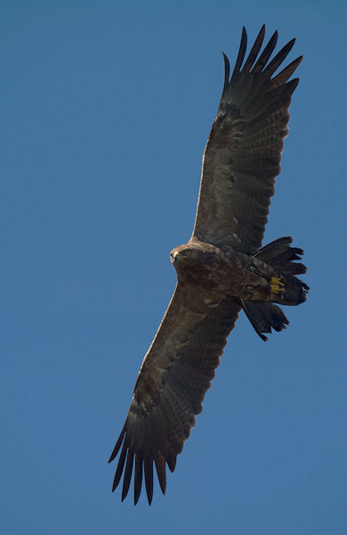 Pikkukiljukotka, Lesser Spotted Eagle, Clanga pomarina