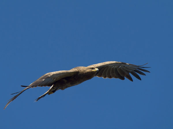 Pikkukiljukotka, Lesser Spotted Eagle, Clanga pomarina