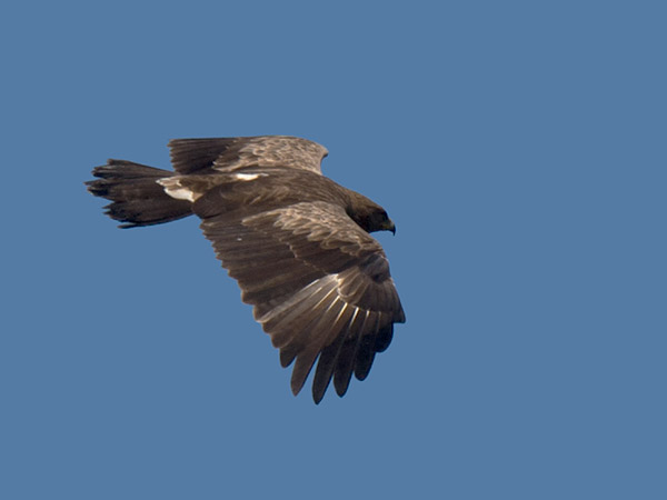 Pikkukiljukotka, Lesser Spotted Eagle, Clanga pomarina