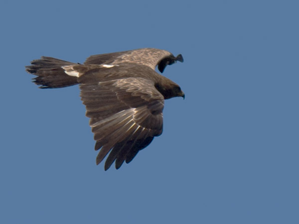 Pikkukiljukotka, Lesser Spotted Eagle, Clanga pomarina