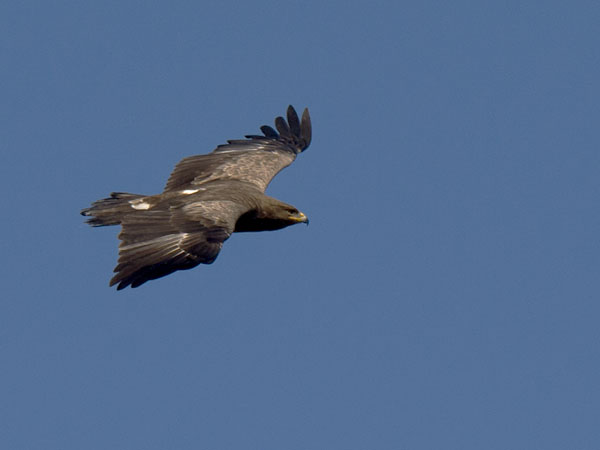 Pikkukiljukotka, Lesser Spotted Eagle, Clanga pomarina
