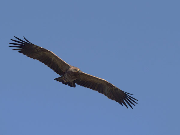 Pikkukiljukotka, Lesser Spotted Eagle, Clanga pomarina