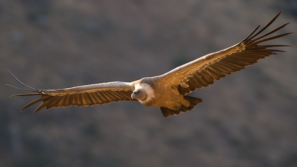 Hanhikorppikotka, Eurasian Griffon Vulture, Gyps fulvus