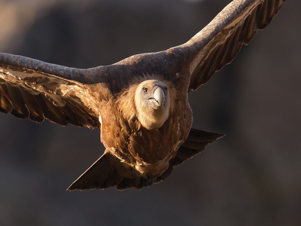 Hanhikorppikotka, Eurasian Griffon Vulture, Gyps fulvus