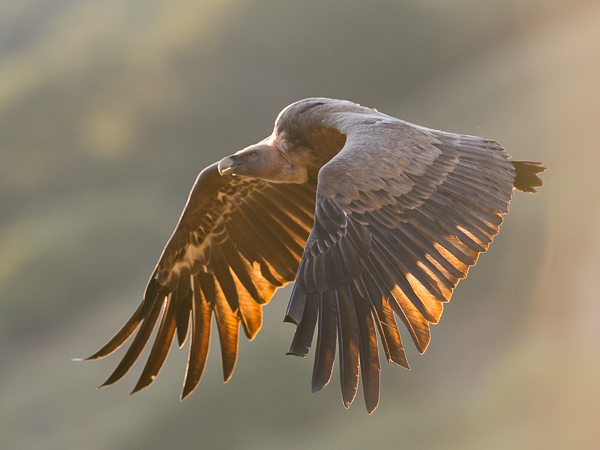 Hanhikorppikotka, Eurasian Griffon Vulture, Gyps fulvus