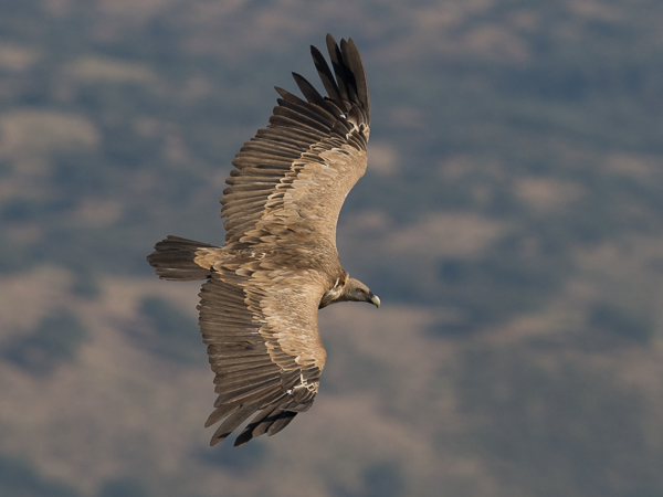 Hanhikorppikotka, Eurasian Griffon Vulture, Gyps fulvus