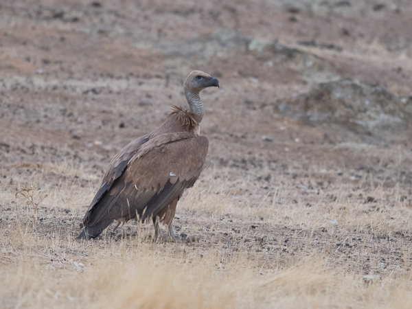 Hanhikorppikotka, Eurasian Griffon Vulture, Gyps fulvus