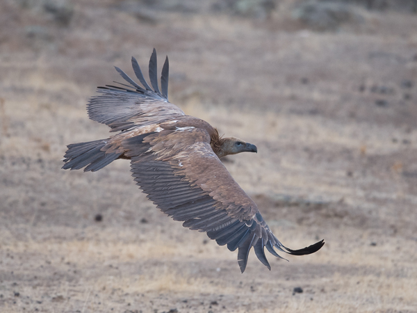 Hanhikorppikotka, Eurasian Griffon Vulture, Gyps fulvus