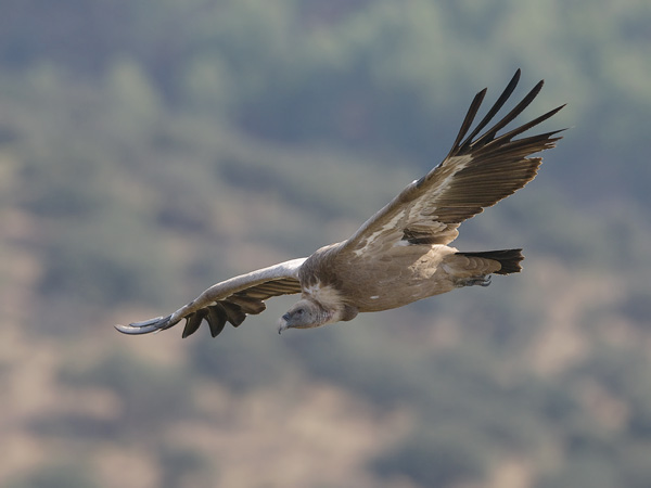 Hanhikorppikotka, Eurasian Griffon Vulture, Gyps fulvus