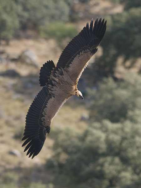 Hanhikorppikotka, Eurasian Griffon Vulture, Gyps fulvus