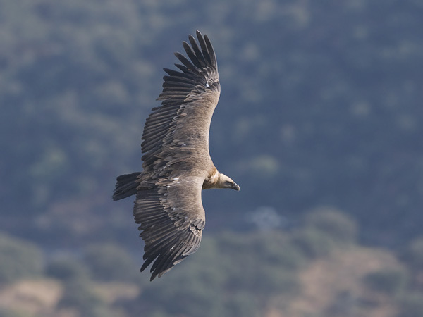 Hanhikorppikotka, Eurasian Griffon Vulture, Gyps fulvus