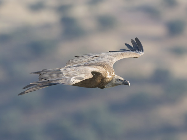 Hanhikorppikotka, Eurasian Griffon Vulture, Gyps fulvus