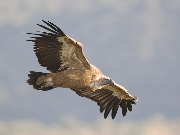 Hanhikorppikotka, Eurasian Griffon Vulture, Gyps fulvus