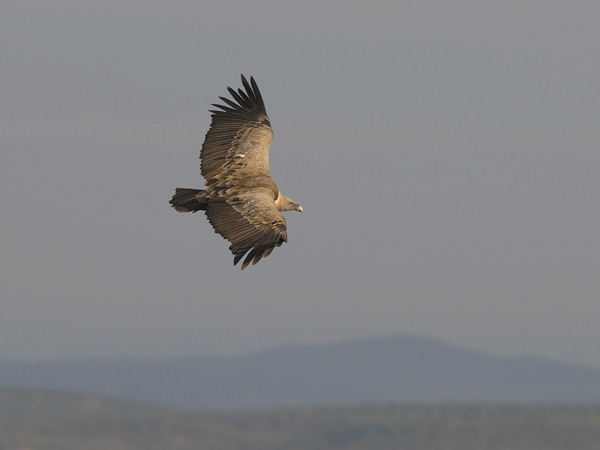 Hanhikorppikotka, Eurasian Griffon Vulture, Gyps fulvus