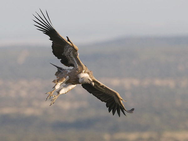 Hanhikorppikotka, Eurasian Griffon Vulture, Gyps fulvus