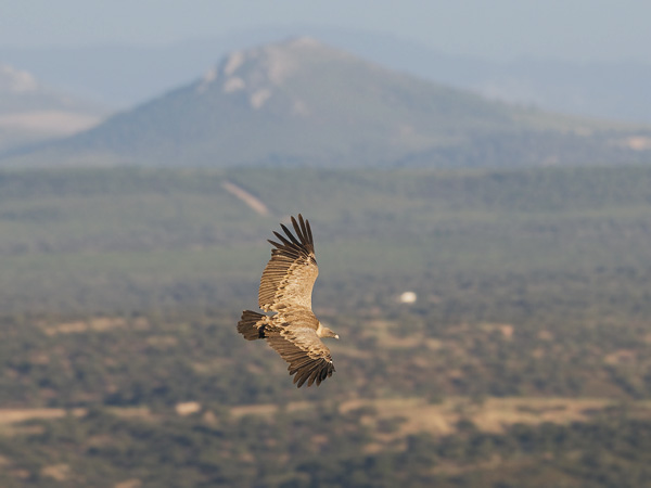 Hanhikorppikotka, Eurasian Griffon Vulture, Gyps fulvus