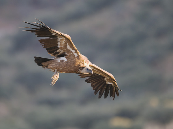 Hanhikorppikotka, Eurasian Griffon Vulture, Gyps fulvus