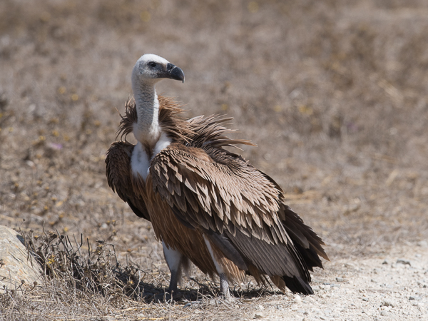 Hanhikorppikotka, Eurasian Griffon Vulture, Gyps fulvus