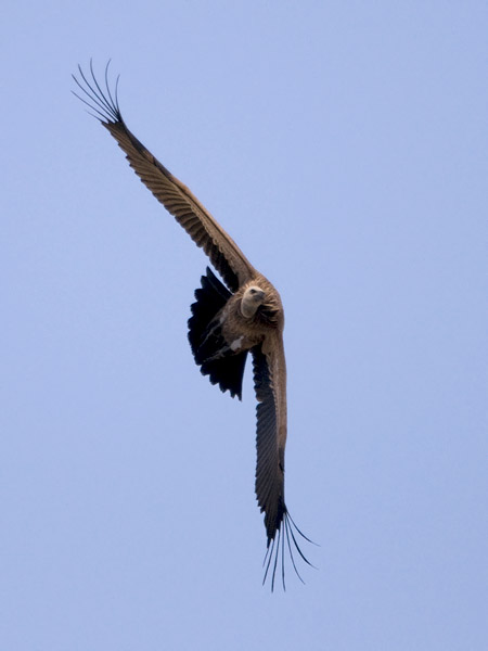 Hanhikorppikotka, Eurasian Griffon Vulture, Gyps fulvus