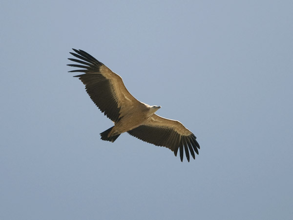 Hanhikorppikotka, Eurasian Griffon Vulture, Gyps fulvus
