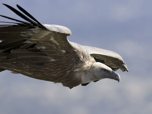 Hanhikorppikotka, Eurasian Griffon Vulture, Gyps fulvus