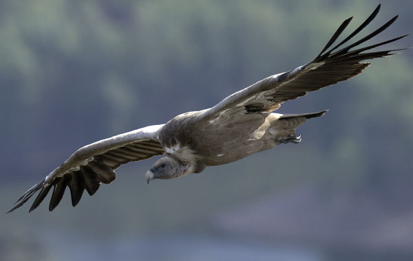 Hanhikorppikotka, Eurasian Griffon Vulture, Gyps fulvus
