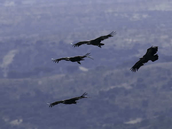 Hanhikorppikotka, Eurasian Griffon Vulture, Gyps fulvus