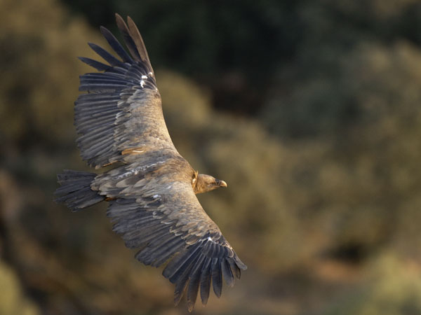 Hanhikorppikotka, Eurasian Griffon Vulture, Gyps fulvus