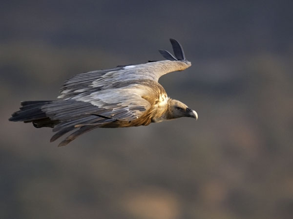 Hanhikorppikotka, Eurasian Griffon Vulture, Gyps fulvus