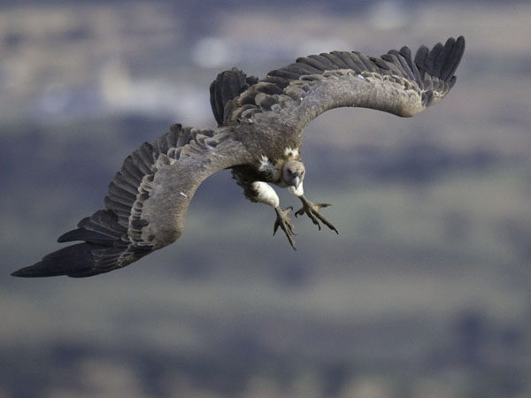Hanhikorppikotka, Eurasian Griffon Vulture, Gyps fulvus