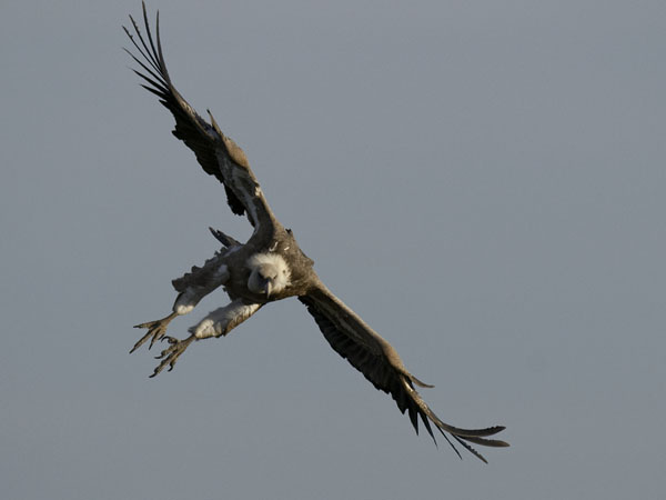 Hanhikorppikotka, Eurasian Griffon Vulture, Gyps fulvus