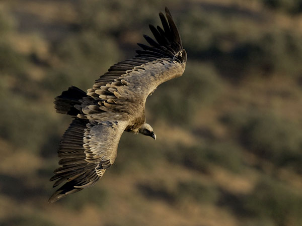 Hanhikorppikotka, Eurasian Griffon Vulture, Gyps fulvus