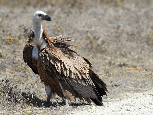 Hanhikorppikotka, Eurasian Griffon Vulture, Gyps fulvus