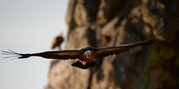 Hanhikorppikotka, Eurasian Griffon Vulture, Gyps fulvus