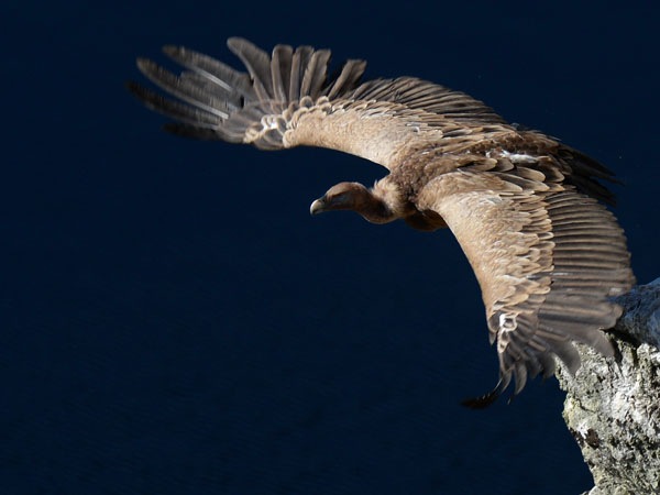 Hanhikorppikotka, Eurasian Griffon Vulture, Gyps fulvus
