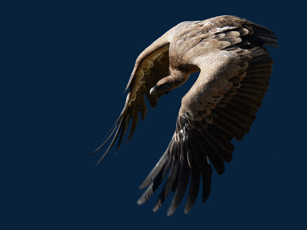 Hanhikorppikotka, Eurasian Griffon Vulture, Gyps fulvus