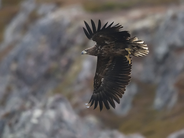Merikotka, White-tailed Eagle, Haliaeetus albicilla