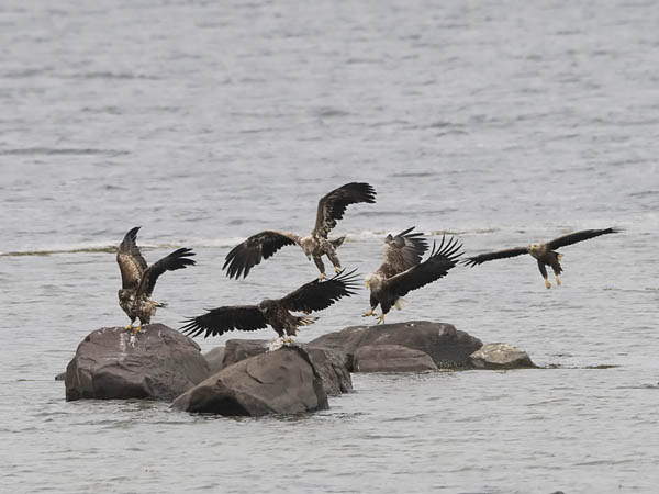 Merikotka, White-tailed Eagle, Haliaeetus albicilla