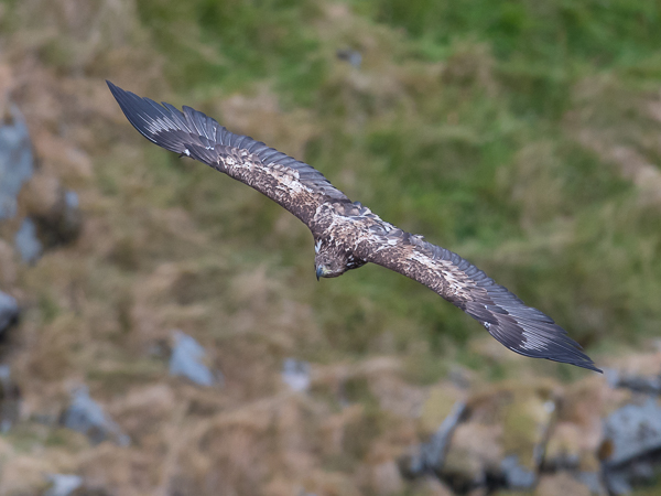 Merikotka, White-tailed Eagle, Haliaeetus albicilla