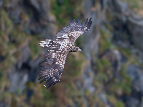 Merikotka, White-tailed Eagle, Haliaeetus albicilla