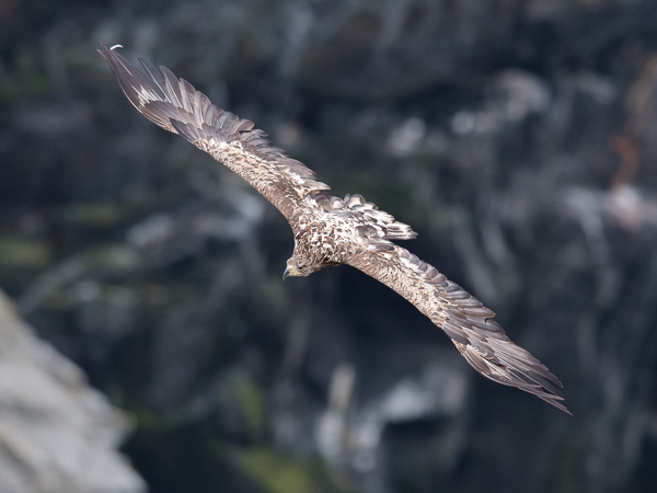 Merikotka, White-tailed Eagle, Haliaeetus albicilla